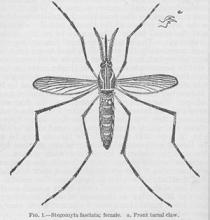 Aedes Aegypti的图画，国家医学图书馆